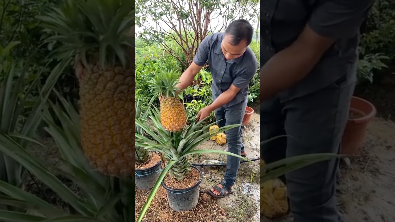 Growing Golden Diamond Pineapple in Pots #farmingtech @RomFarm