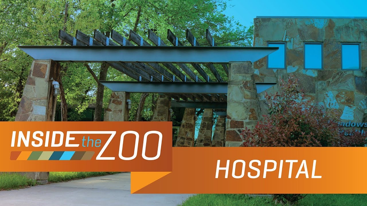 Animal Hospital Tour | Inside the Zoo: Hospital, Ep. 1