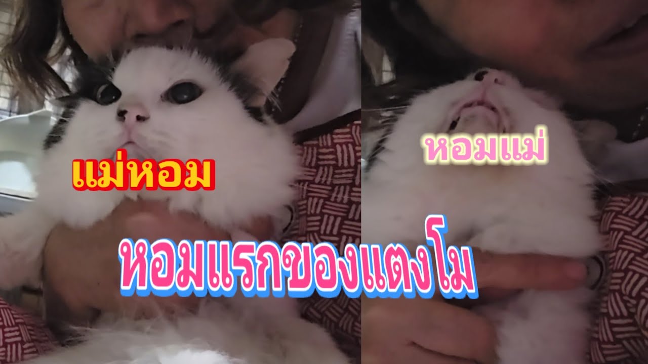 หอมแรกของแตงโม หอมแม่ แม่หอม24.ก.พ.69@cats_home 