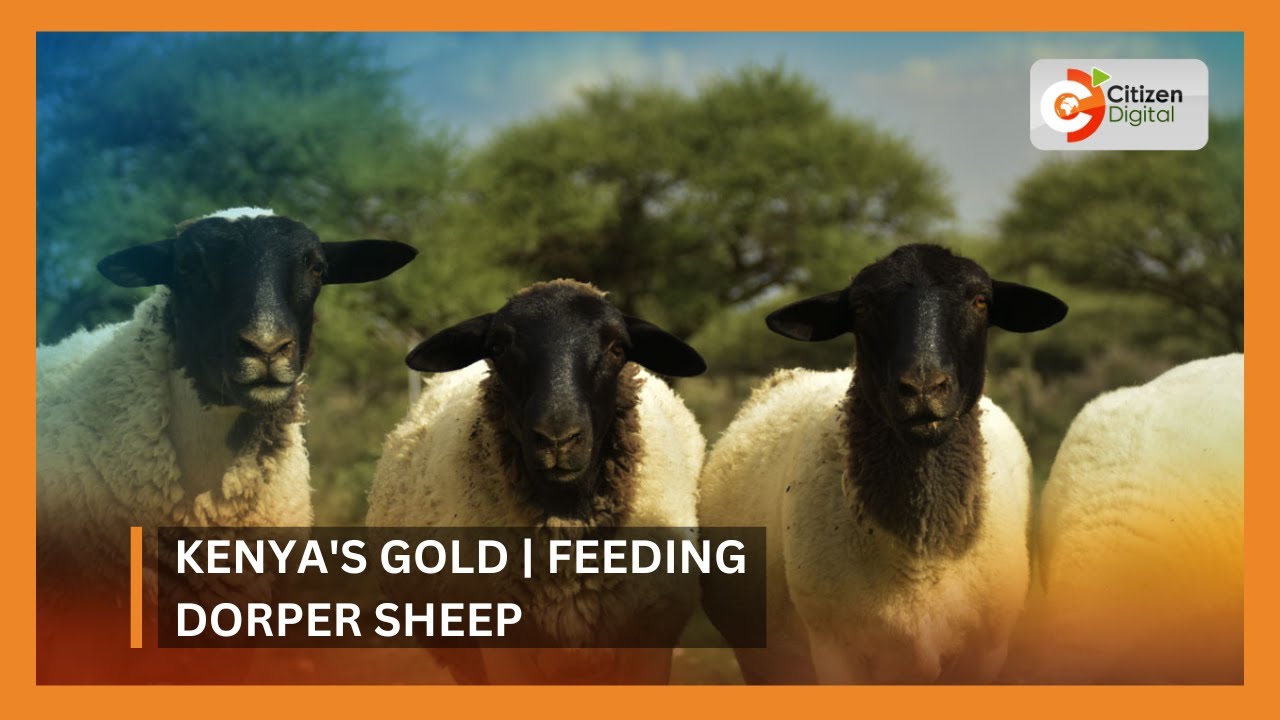 Kenya's Gold | Feeding Dorper Sheep