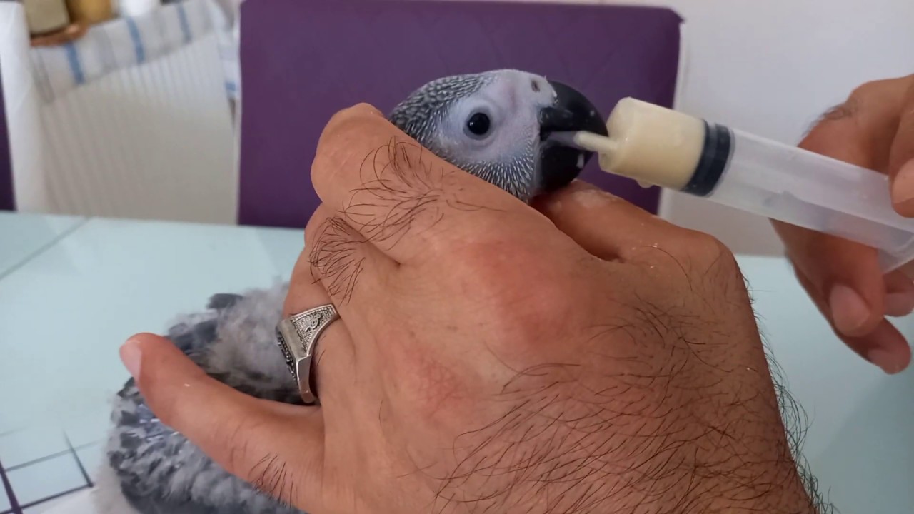 yavru jako papağan mama yapımı tarifi ve şırınga ile mama verme