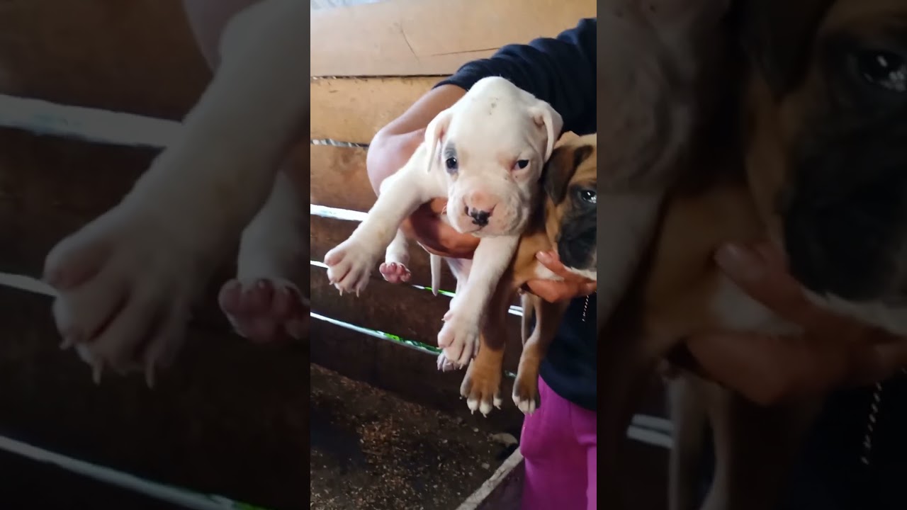 Cachorros Boxer Guatemala #Suscribete