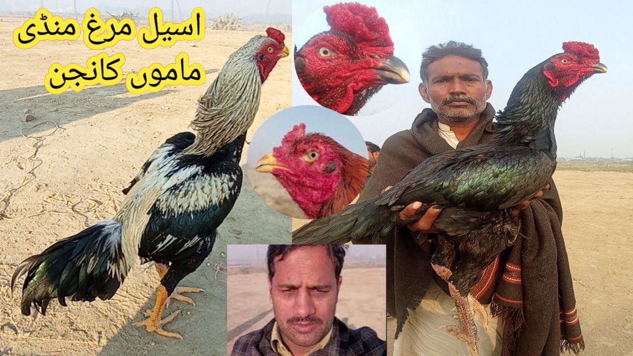 Aseel Murgh Mandi Mamo Kanjan||ASEEL MURGH MANDI|| #aseelmurga #aseelmandi @ShoqeenLoogMiniZoo