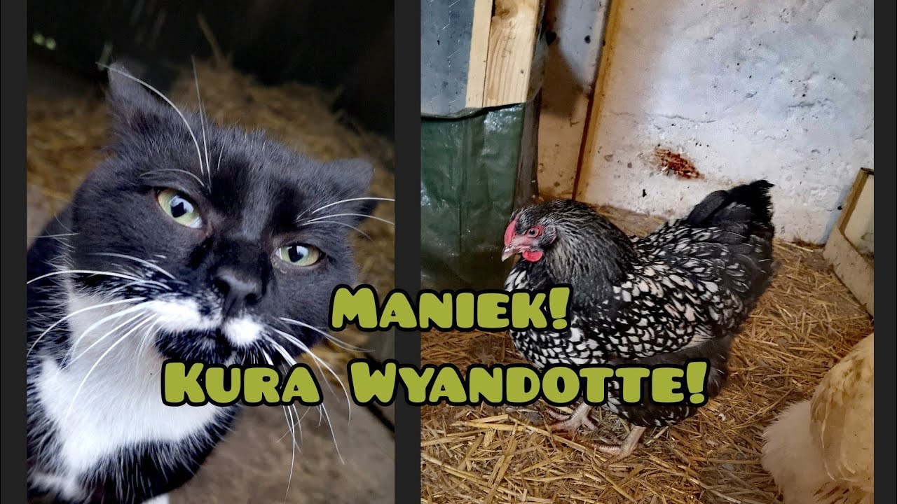 Hodowla Kur - Opis Rasy Wyandotte 🐓🐔/ Maniek!
