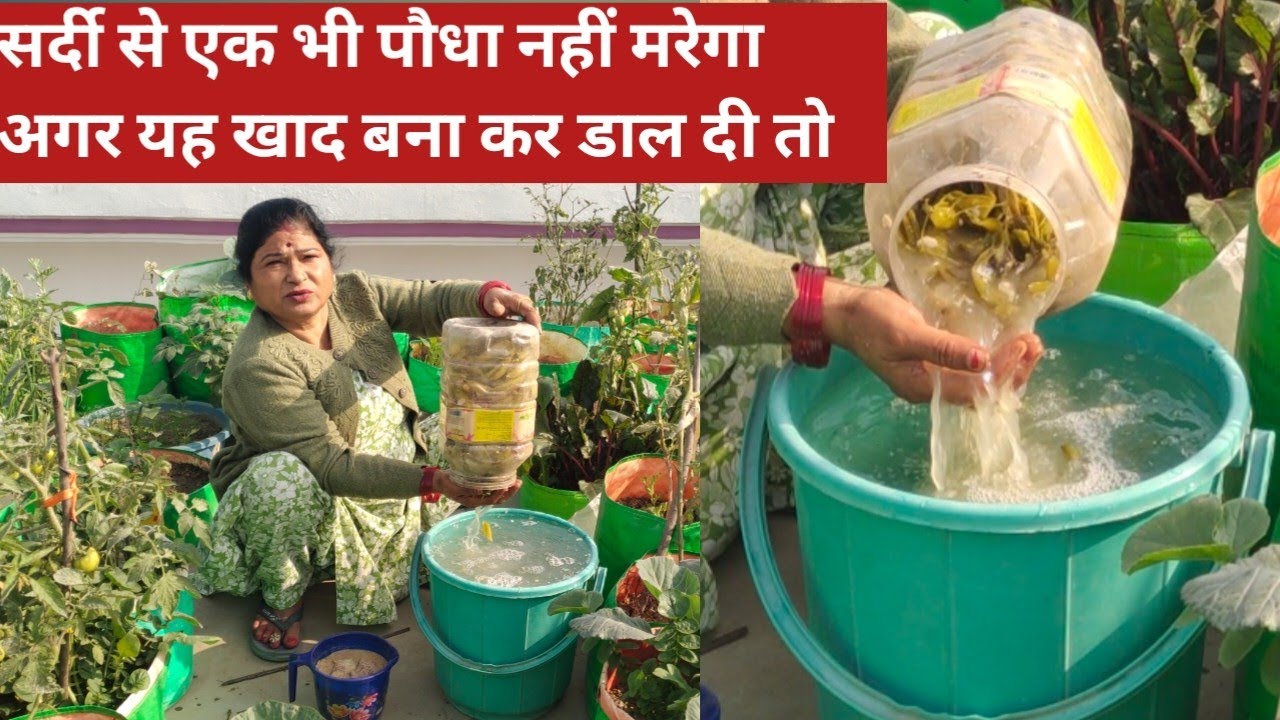 In winter Your every plant will be safe after use of this homemade fertilizer ,peel fertilizer#viral