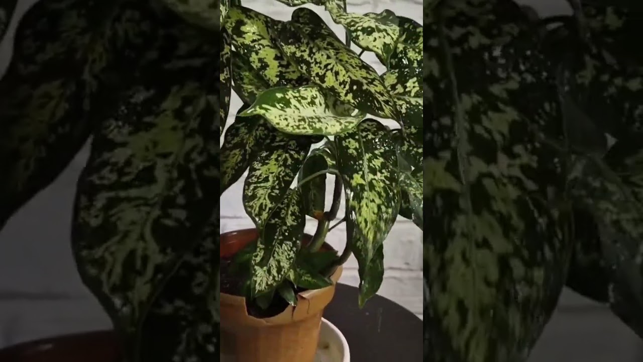 Este es el secreto pata tener plantas sin las puntas de las hojas quemadas#plants
