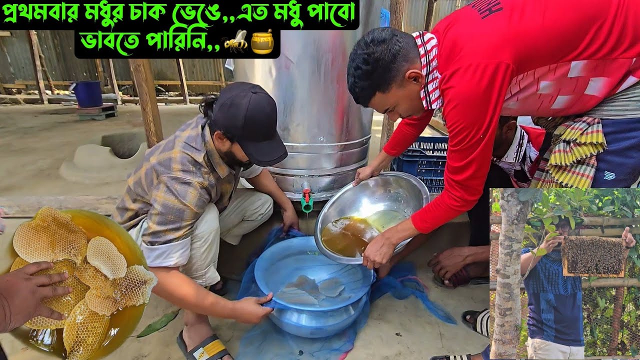 প্রথমবার মধুর চাক ভেঙে,,এত মধু পাবো ভাবতে পারিনি,,🐝🍯 