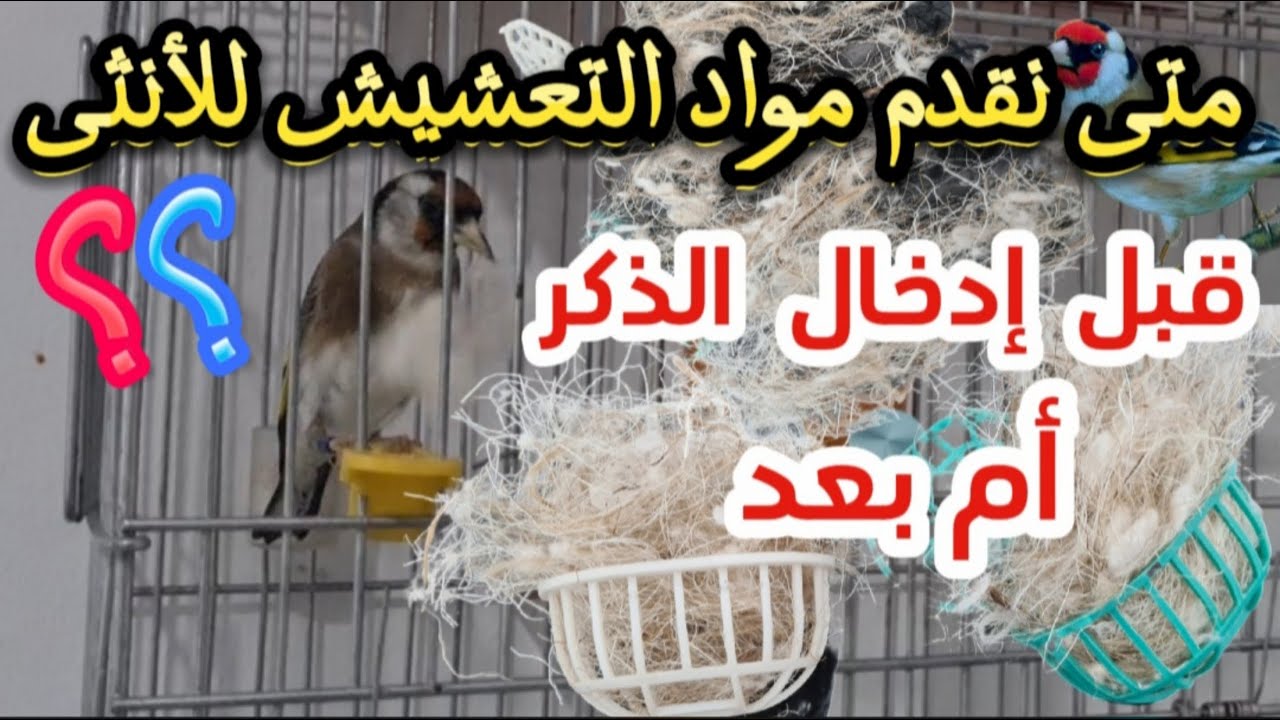 تزاوج الحسون في القفص|متى نقدم مواد التعشيش لأنثى الحسون|قبل إدخال الذكر أم بعد إدخاله|#birds #مقنين