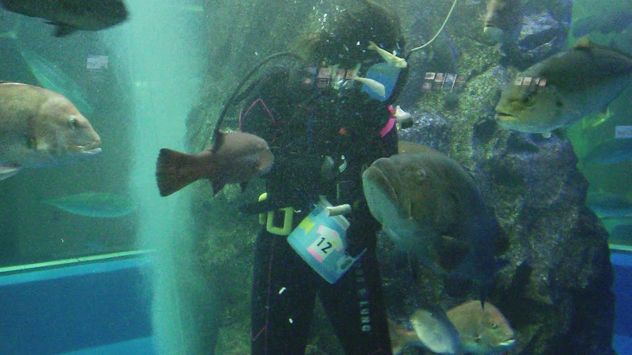 [FHD]2014/07/14 魚津水族館 ダイバーお話しタイム(11:20)