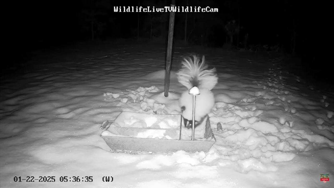 #Snunk #Feeding in #Snow #wildlifelivetv #Critters #WildLife #Animals #wildanimals #skunks #feeder