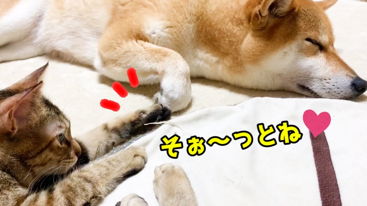 柴犬とお手手を合わせると安心する猫　Shiba Inu and cat hold hands