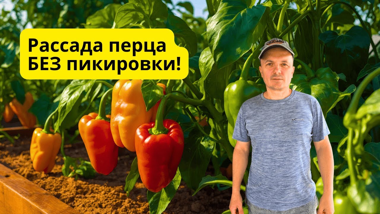Как вырастить много рассады перца БЕЗ пикировки- наш способ.
