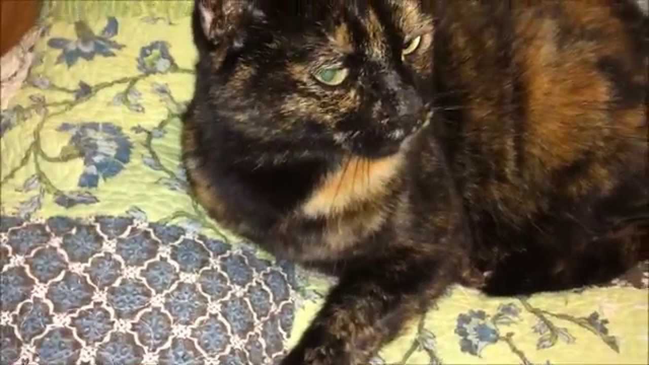 Kitty Meow Compilation