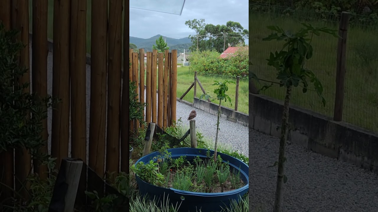 Coruja-buraqueira no meu quintal 