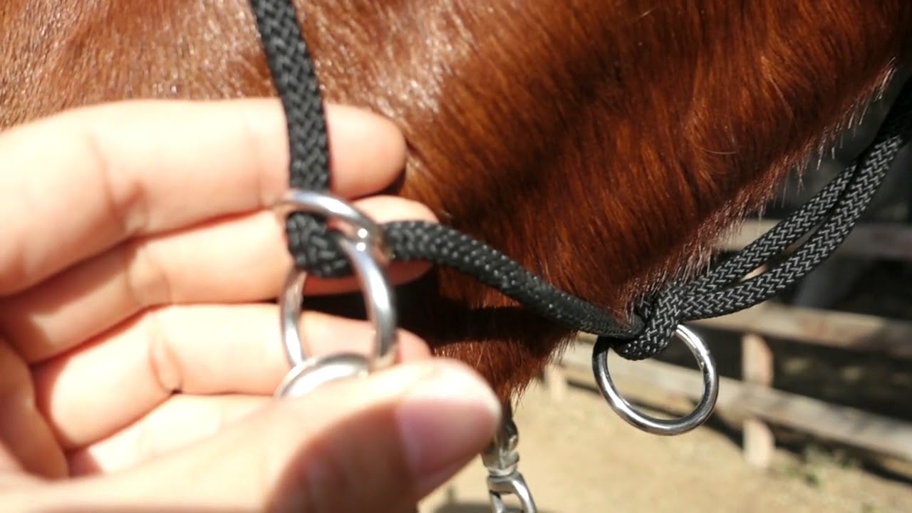 Knot Just Rope - Custom Rope Halter Review