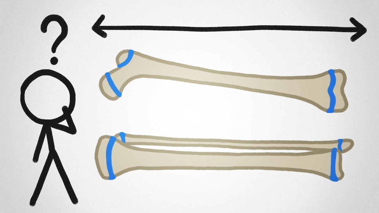 Why Don't Our Bones Keep Growing Forever?