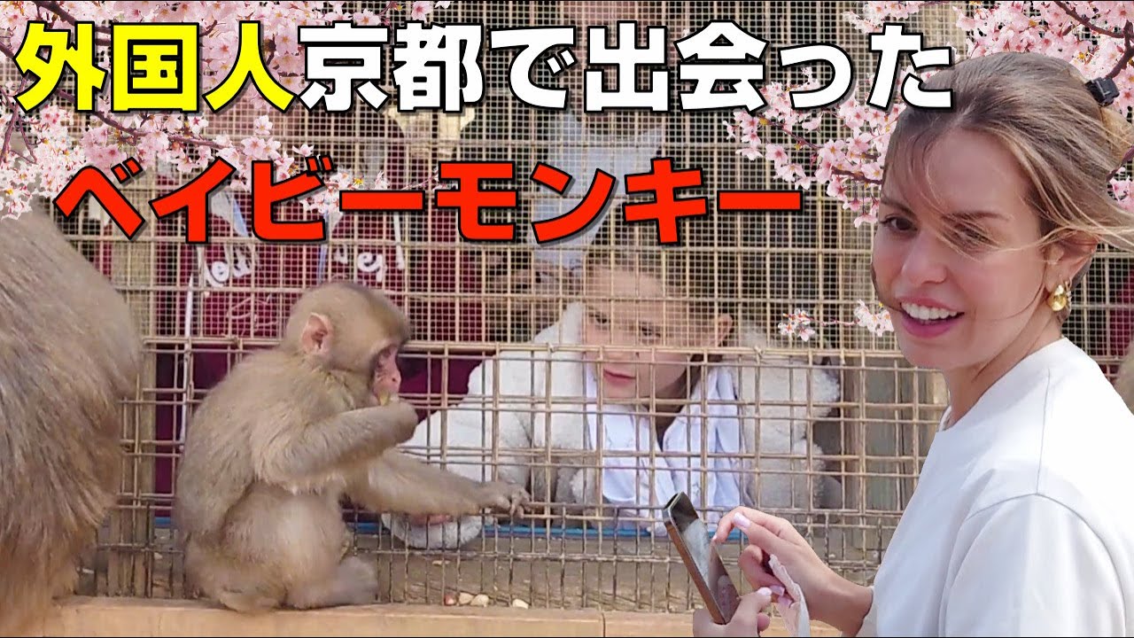 【海外の反応】外国人が大感激！京都嵐山で出会ったベイビーモンキー！天龍寺、竹林の小径、亀山公園、渡月橋、いわた山モンキーパーク | 最高の日本旅行の満喫方法をしらべてみたら