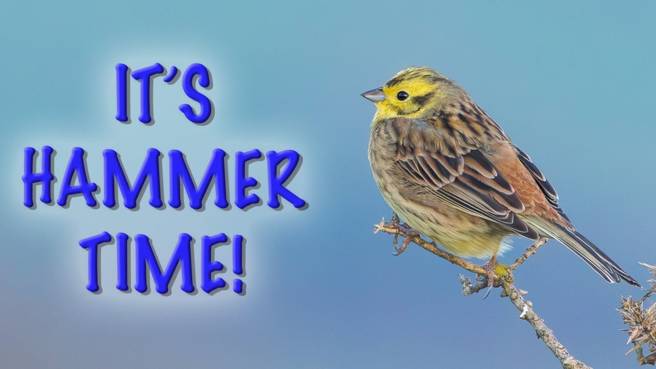 Photographing Birds on Bodmin Moor | Surprise Sightings & Golden Hour Magic