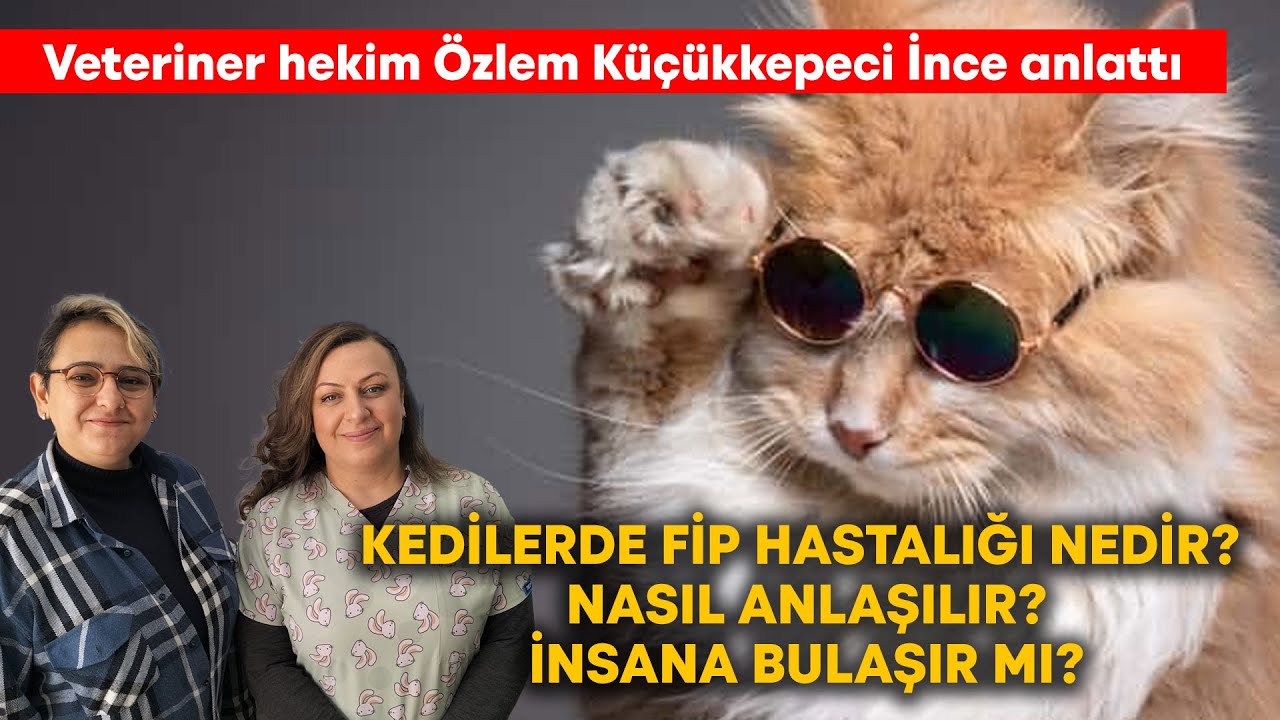 Kedi sahipleri dikkat! Kedilerde Fip hastalığı nedir?İnsana bulaşır mı?PATİ PROGRAMI/7.BÖLÜM