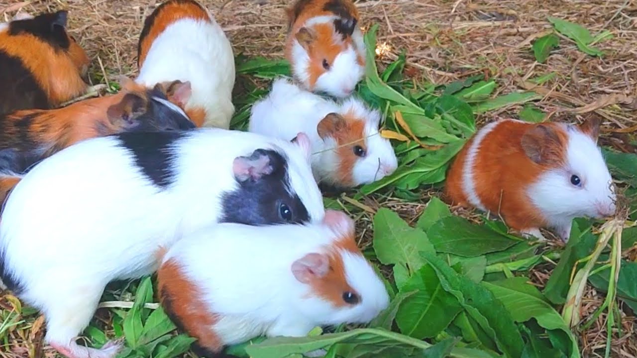 Cute Guinea pig eating asmr, cute and funny Guinea pig eating asmr, guinea pig eating grass