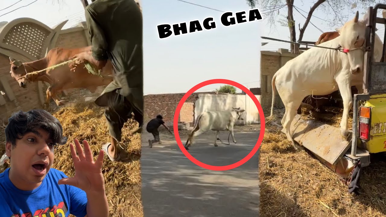 Unloading Time Qurbani Ka Janwar Bhag Gea 😭 Mamu Gir para
