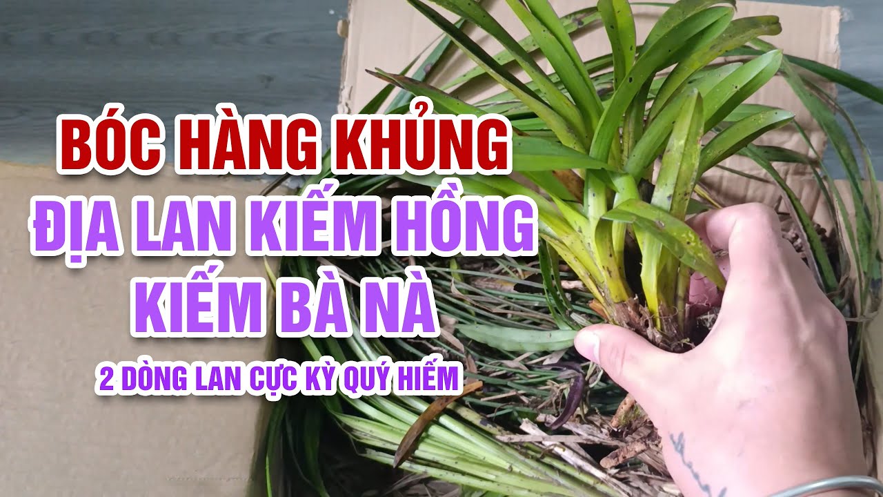 Bóc hàng khủng địa lan kiếm hồng và kiếm bà nà lá xếp