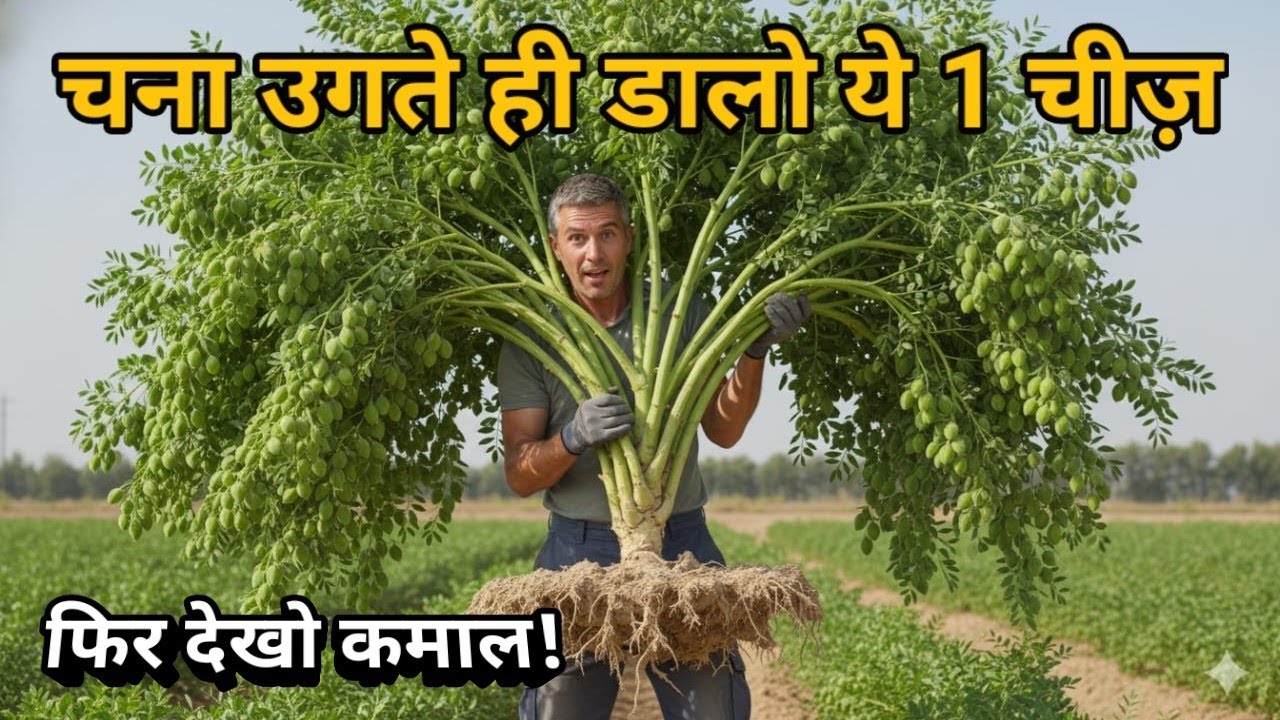 चना उगते ही डालो यह जादुई खाद, फिर देखो कमाल | चने की खेती का यह राज़ कोई नहीं बताएगा|Chane ki Kheti