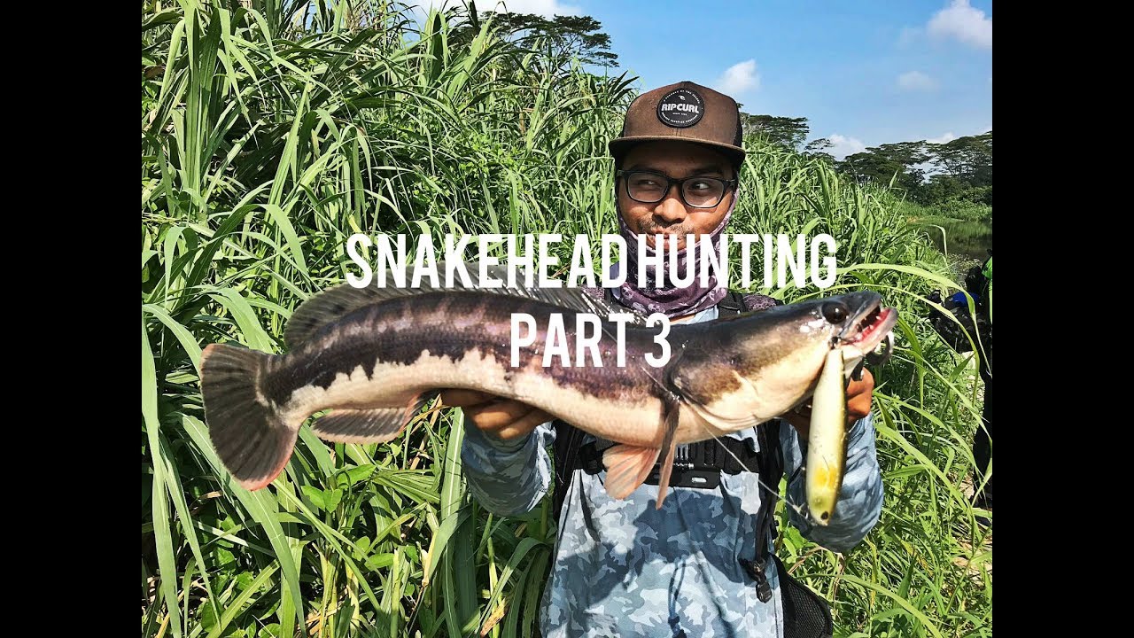 TOMAN(SNAKEHEAD) Snakehead Hunting Part 3