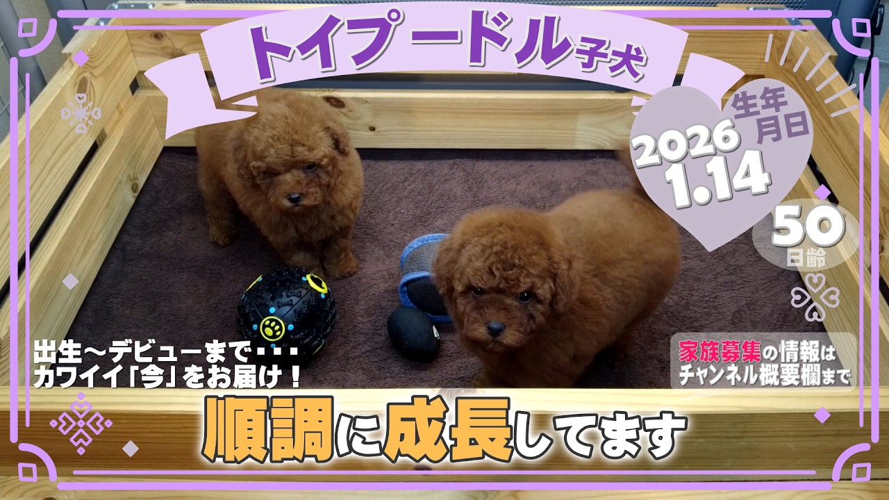 トイプードル子犬｜2026.1.14生（50日齢）｜レッドフォーン｜男の子・女の子｜滋賀県｜フリー