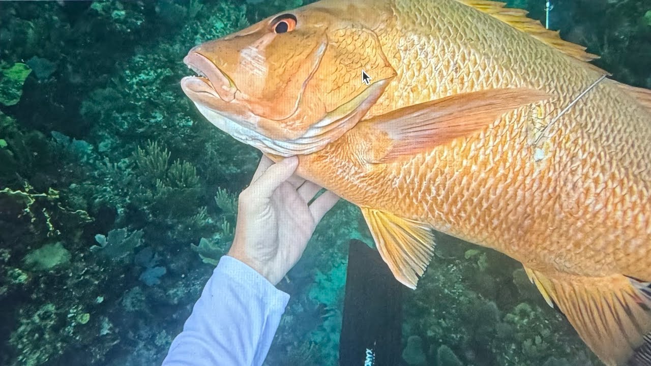 Week-long trip to Green Turtle Cay, Bahamas (Fishing and Spearfishing) RECORD FISH!!!