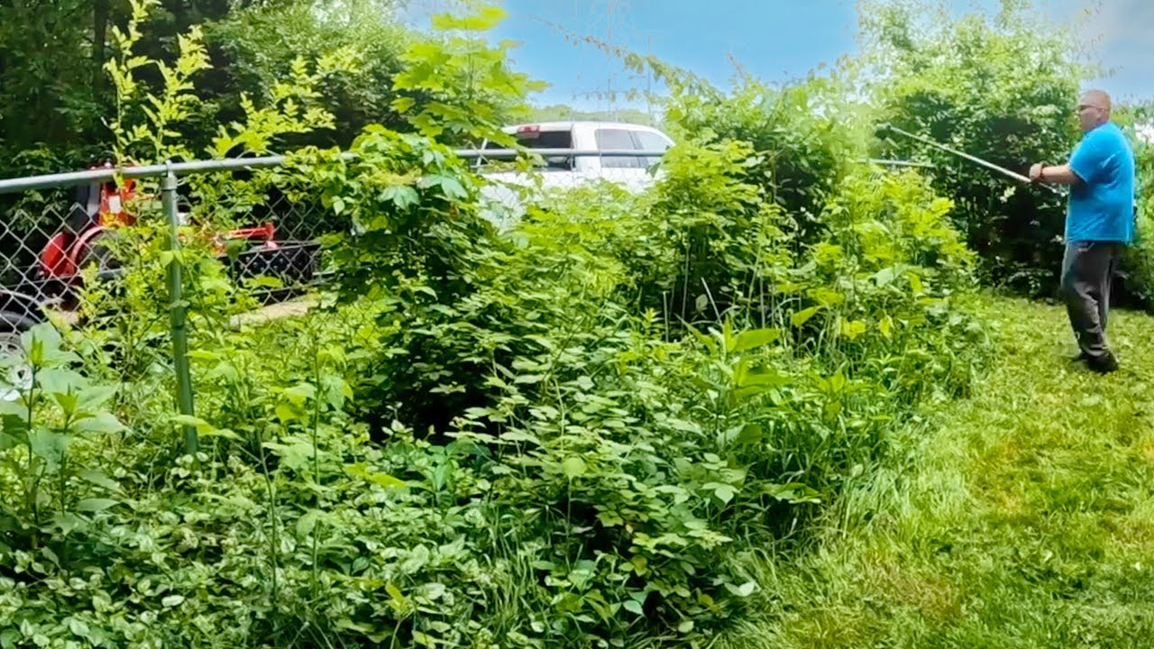 Overgrown and Full of POISON IVY! We mowed it for FREE!