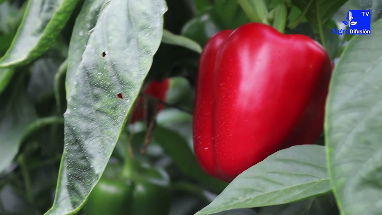 Pimiento California rojo MOSQUETE alta tolerancia a oídio de Sur Seeds