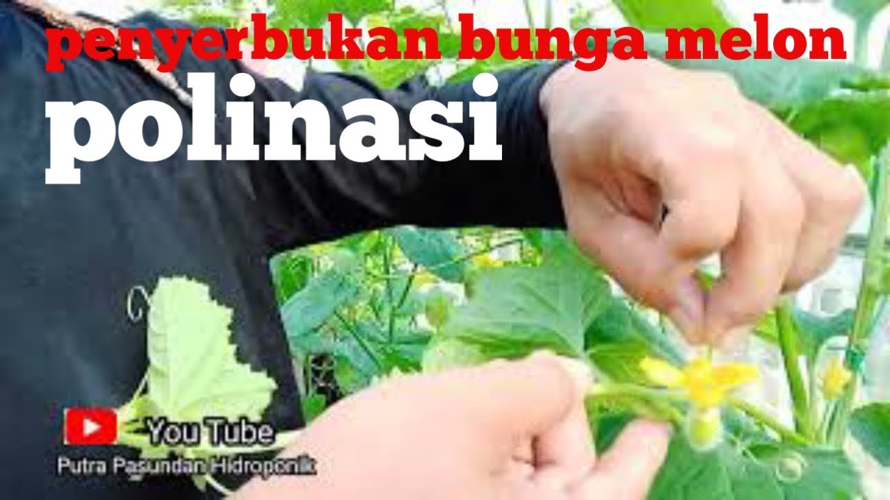 Cara mengenal bunga jantan dan betina dan polinasi