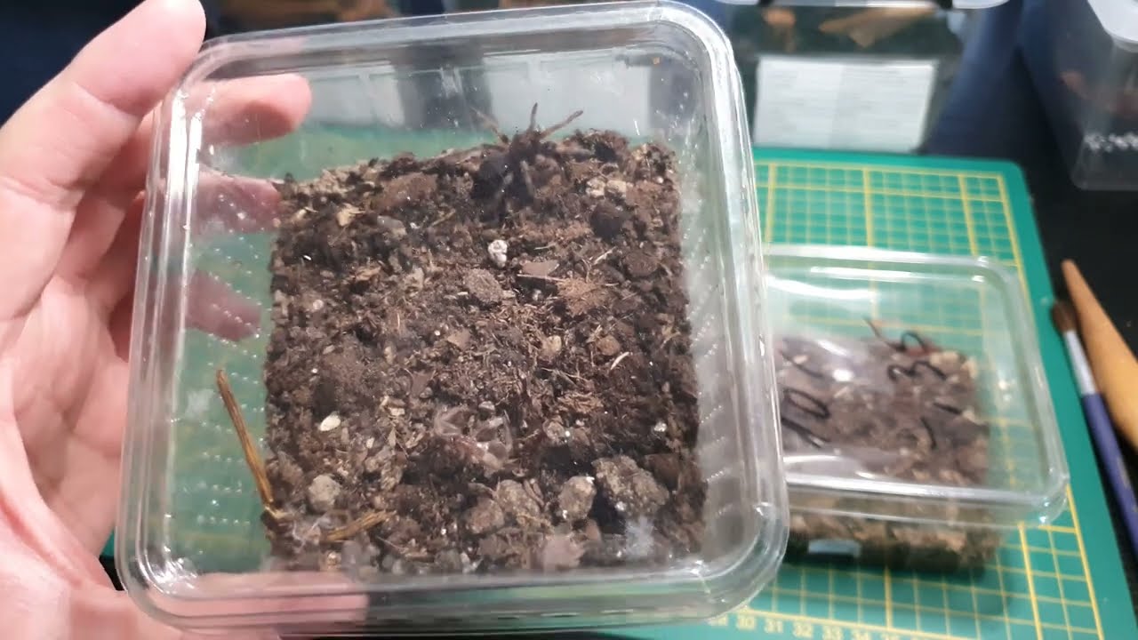 Terraristika Hamm #1 03.2023 - Meine Neuzugänge