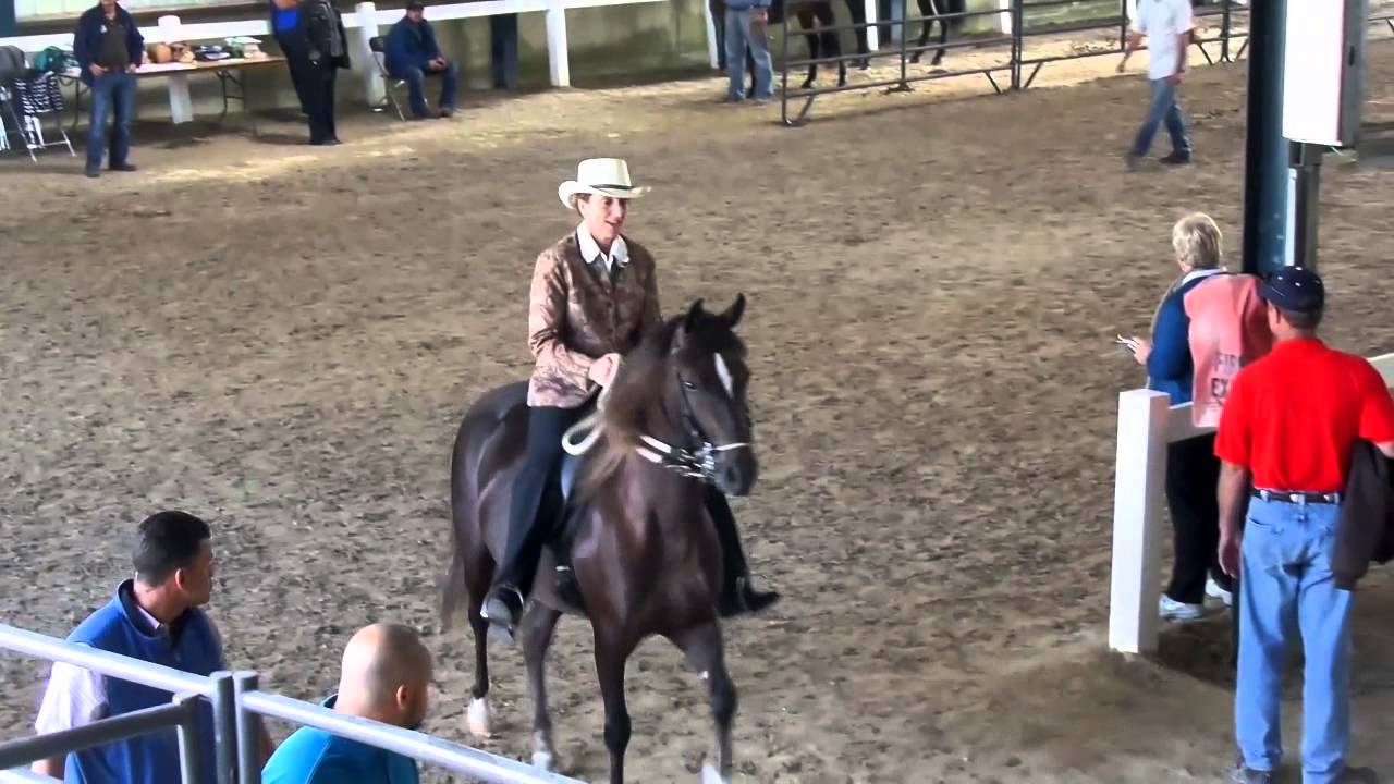 2014 Paso Fino Grand Nationals at KY Horse Park