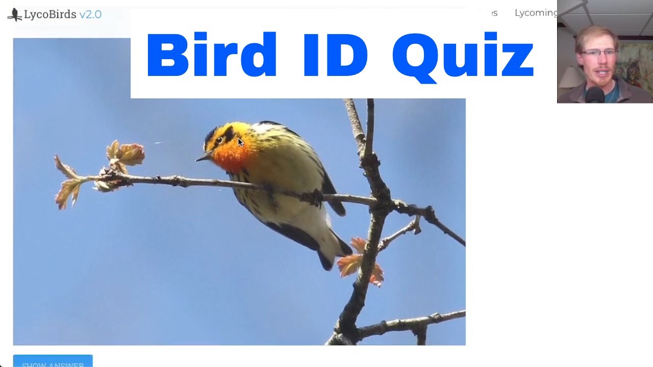 Bird ID Quiz Practice Session