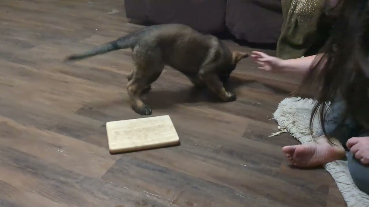 Nova - Free Shaping 6