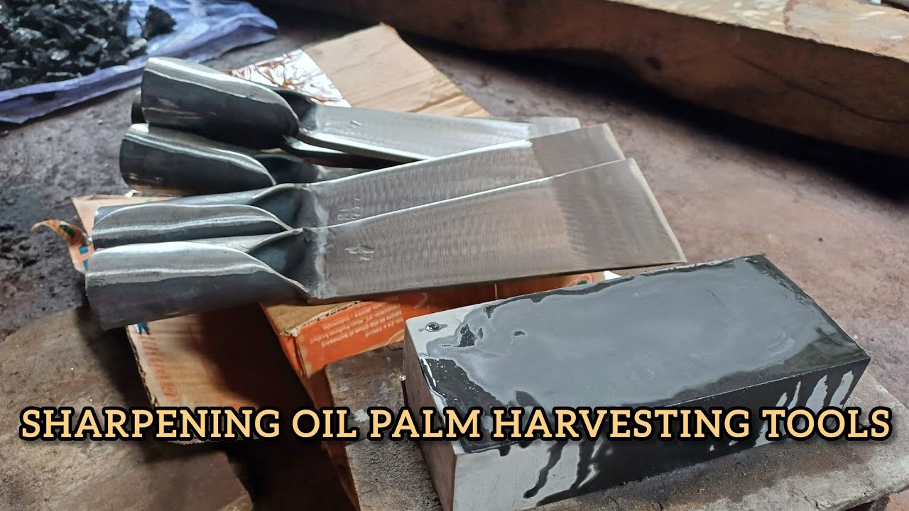 palm oil harvesting equipment finishing process