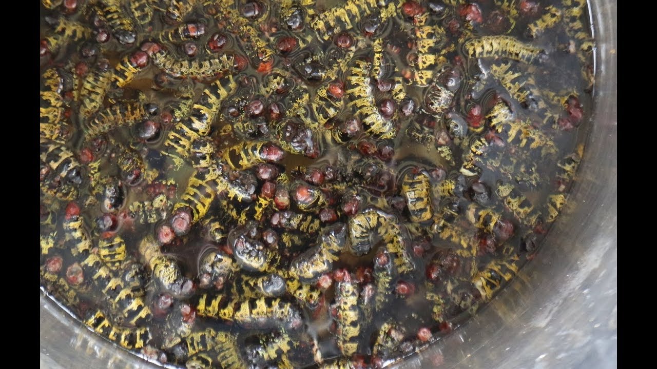 Ein afrikanisches Festmahl mit den Raupen des Nachtfalters Cirina forda