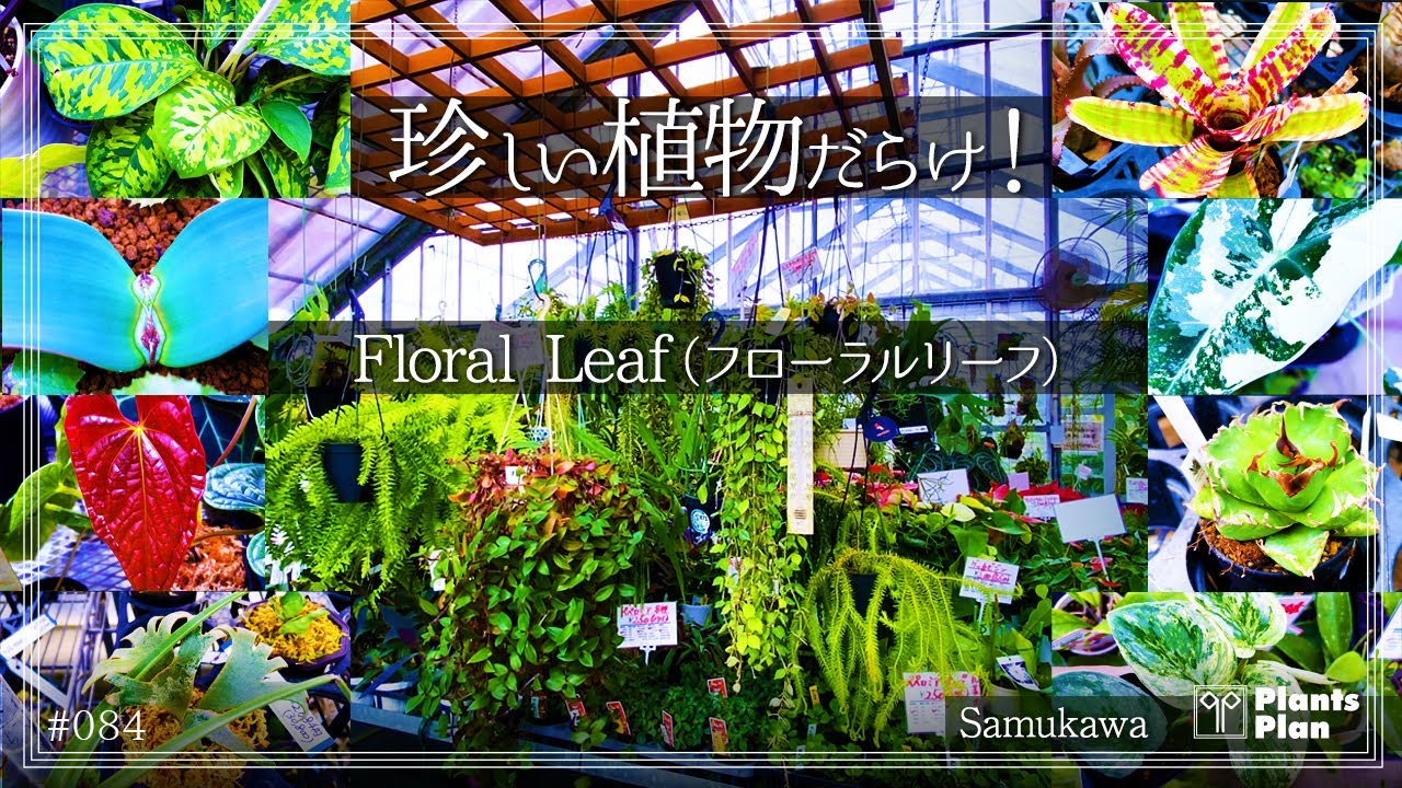 【観葉植物ショップ紹介】フローラルリーフで掘り出し物を発見！珍奇植物・レア品種がすごい｜神奈川・寒川町