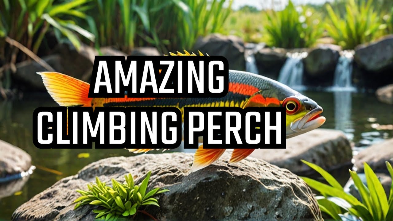 Discover the AMAZING Climbing Perch Fish That Can SURVIVE Out of Water