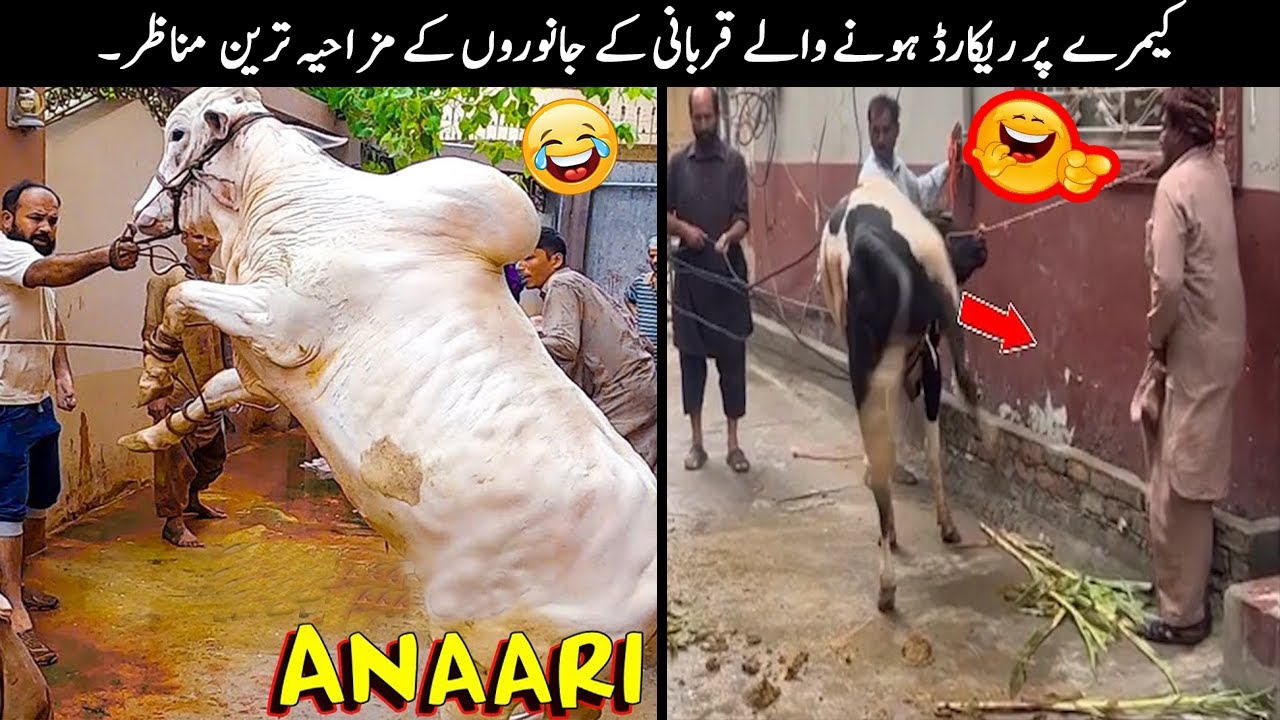 20 Qurbani Animals Funny Moments Caught On Camera