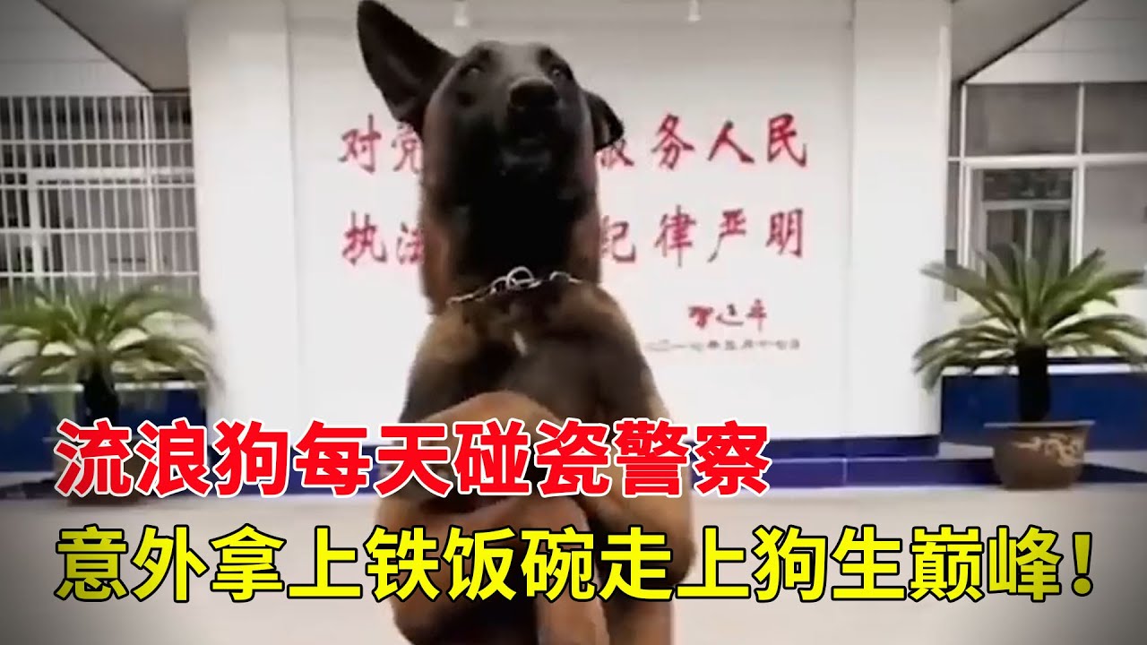 流浪狗為了給自己找個好人家，每天碰瓷警察，沒想到意外拿上鐵飯碗走上狗生巔峰！