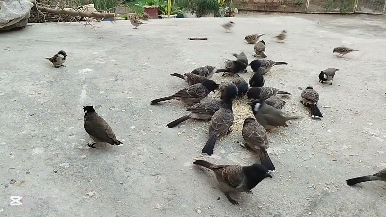 morning birds feeding daily #viral #talkingnature #greenlove #travel #beautiful #birdfeeding 