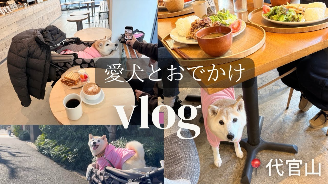 【vlog 】代官山｜カフェ｜愛犬とおでかけ｜夫婦と柴犬の暮らし