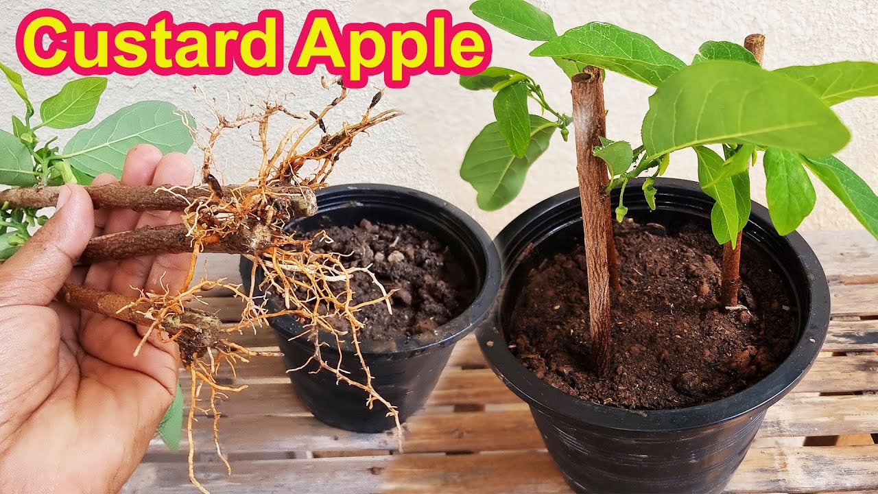 Smart Way To Propagate Sugar Apple Tree  2 🌴