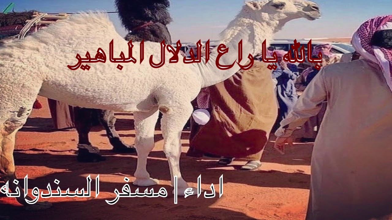 شيلة بالله يا راع   الدلال المباهير ٢٠١٩  اداء  مسفر السندوانه