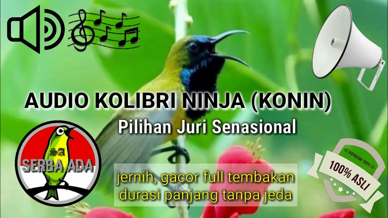 Masteran Jernih Kolibri Ninja (KONIN) Pilihan Juri Senasional Juara No.1 Gacor Full Tembakan 