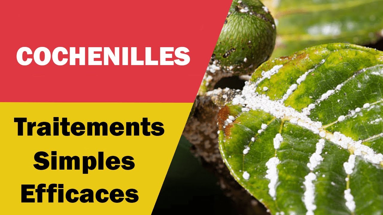 Traitements Efficaces Contre la Cochenille