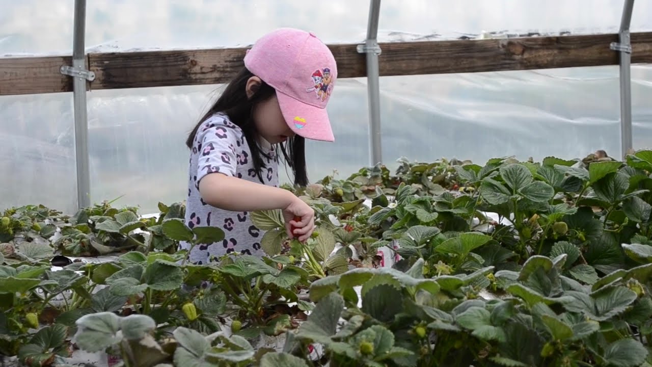 Living Green: Wow U-Pick Farm